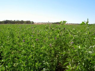 Люцерна посевная (Medicago sativa)