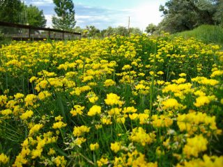 Лядвенец рогатый (Lotus corniculatus)