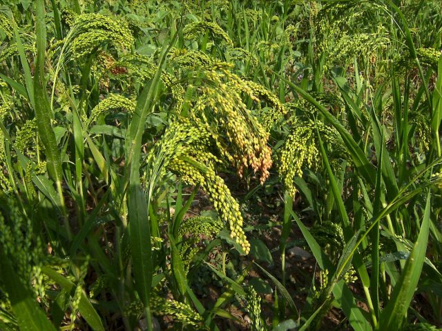 Суданское сорго, или сорго-суданковый гибрид многолетних сортов (Sorghum × drummondii) 