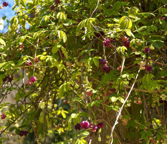 Наша морозостойкая акебия — цветёт, но не плодоносит - Цветник и ландшафт Наша морозостойкая акебия — цветёт, но не плодоносит