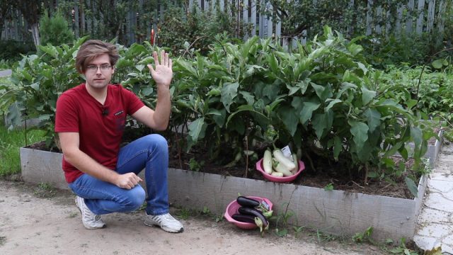 Обзор баклажанов с моей грядки: какие сорта оказались лучшими? Обзор баклажанов с моей грядки: какие сорта оказались лучшими?