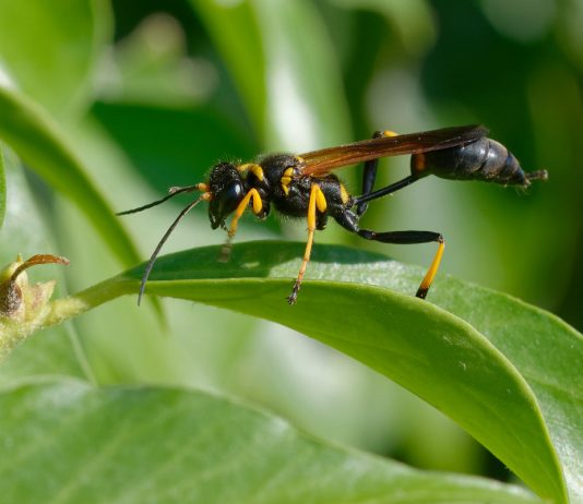 Оса пелопей — опасная или полезная?