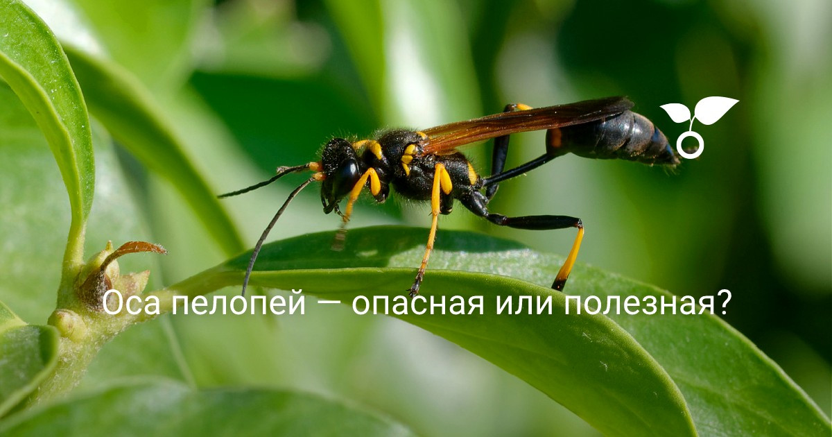 Таня Русов онлайн порно