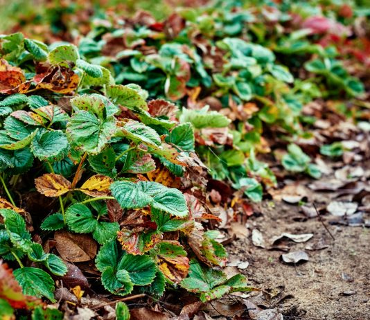 Осенние подкормки для земляники садовой