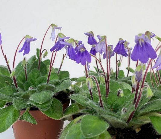 Петрокосмеи — изящные родственницы сенполий