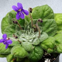 Петрокосмея Флаксида (Petrocosmea flaccida) 