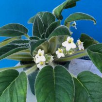 Петрокосмея Керри (Petrocosmea kerrii var. kerrii)