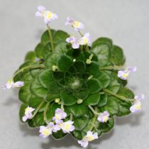 Петрокосмея Форреста (Petrocosmea forrestii)