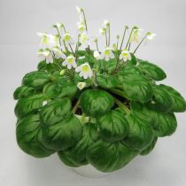 Петрокосмея Барбата (Petrocosmea barbata)