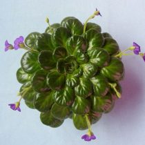 Петрокосмея малая (Petrocosmea minor)