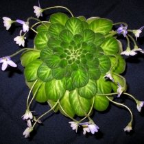 Петрокосмея дюкло (Petrocosmea duclouxii)