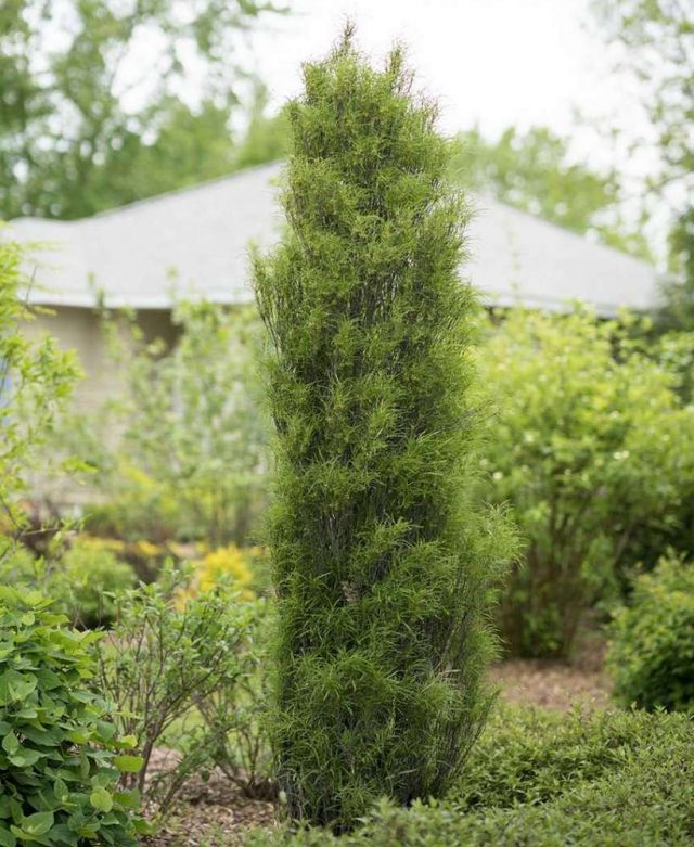 Крушина ольховидная «Фастигиата» (Frangula alnus 'Fastigiata', Ron Williams) 