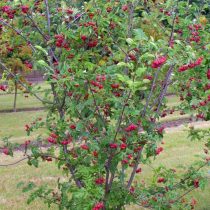 Рябина (Sorbus), сорт «Титан»