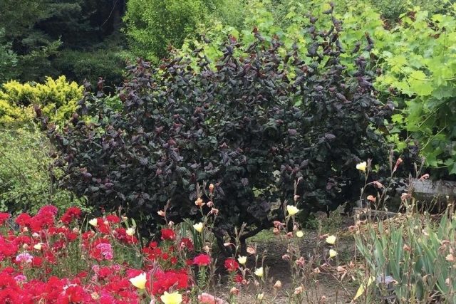 Лещина, или фундук (Corylus avellana), сорт «Рэд Маджестик»