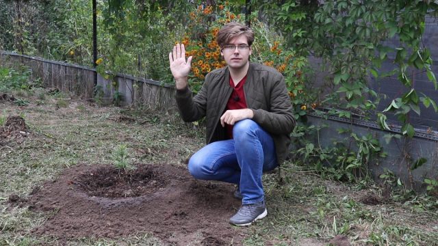 Сажаем кедр в саду: правила выращивания хвойных растений на участке Сажаем кедр в саду: правила выращивания хвойных растений на участке