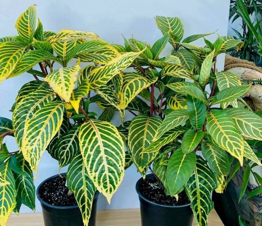 Санчезия, или санхезия — комнатная новинка из тропиков