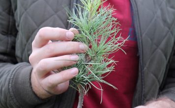 sazhaem-kedr-v-sadu-pravila-vyirashhivaniya-hvoynyih-rasteniy-na-uchastke