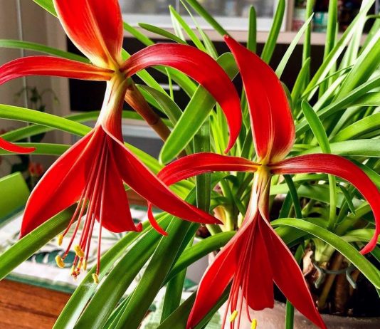 Спрекелия — самая элегантная среди комнатных луковичных