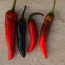 Перец «Мурасаки Тогараши Ямато» (Murasaki Purple Pepper)