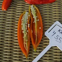 Перец «КАП 455» в разрезе