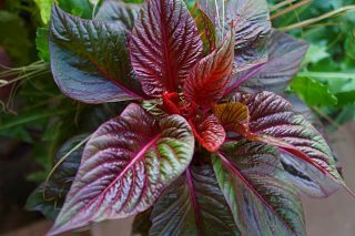 Целозия крупнолистовая, сорт «Сол Лиззард Лиф» (Foliage Sol Lizzard Leaf)