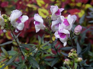 Львиный зев, или Антирринум (Antirrhinum), сорт «Бронзовый дракон»