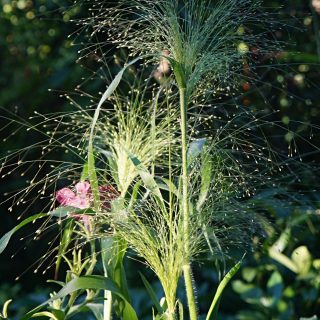 Паникум власовидный (Panicum capillare), сорт «Фростед Экспложен» (Frosted Explosion)