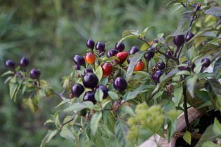Перец (Capsicum), сорт «Милашка в фиолетовом» (Pretty in Purple)