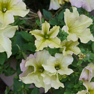 Петуния (Petunia), сорт «Лавина Желтый каприз» (Avalanche Yellow)
