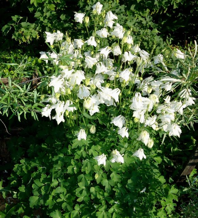 Аквилегия гибрид (Aquilegia hybrida)