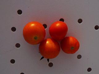 Ампельный томат «Ред Профьюжен» (Red Profusion) 