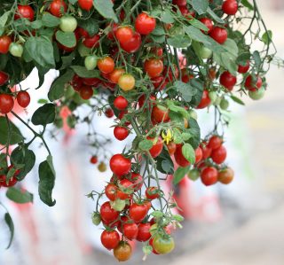 Ампельный томат «Черри Фонтейн» (Cherry fountain)
