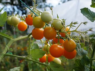 Томат ампельный «Золотая Гроздь» (Golden Bunch) 