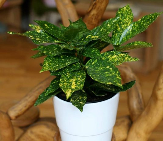 Аукуба — пёстрая любительница прохлады и полутени