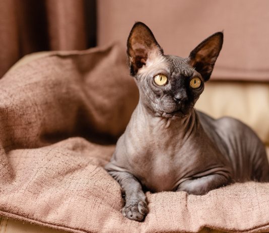 Бесшерстные кошки — сфинксы и не только