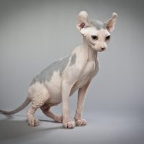 Кошка Эльф Кошка Эльф