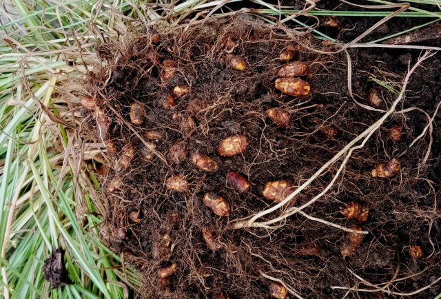 Клубеньки чуфы (Cyperus esculentus)