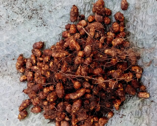 Клубеньки чуфы с куста