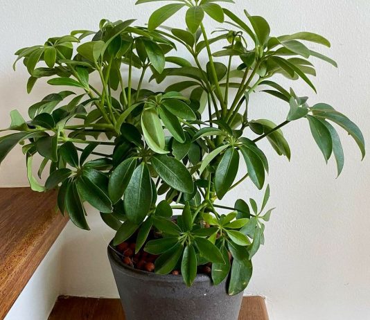 Гептаплеурум — ароматная шеффлера древесная