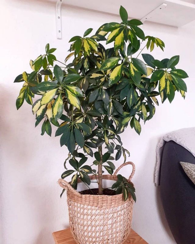Гептаплеурум древесный (Heptapleurum arboricola), или Шеффлера древесная (Schefflera arboricola)