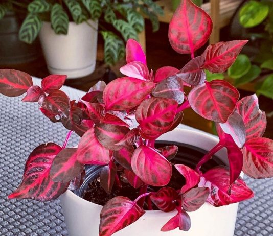 Ирезине — вишневое чудо на вашем подоконнике - Комнатные растения Ирезине — вишневое чудо на вашем подоконнике