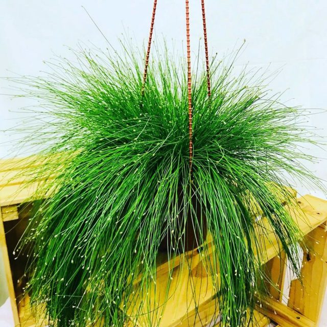 Изолепис поникший, или Комнатный камыш изолепис поникший (Isolepis cernua)