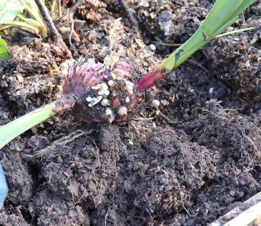 Отрежьте старые корни, снимите с клубнелуковиц загрязненный верхний, чешуйчатый слой