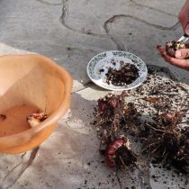 Отрежьте старые корни, снимите с клубнелуковиц загрязненный верхний, чешуйчатый слой