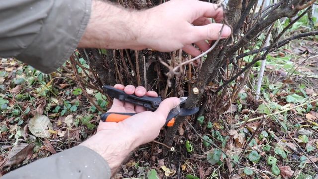 Обрезка ветвей черной смородины