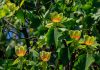 Как выращивать в саду тюльпановое дерево?