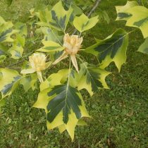 Американское тюльпанное дерево (Liriodendron tulipifera), сорт «Ауреомаргината» (Aureomarginata) Американское тюльпанное дерево (Liriodendron tulipifera), сорт «Ауреомаргината» (Aureomarginata)