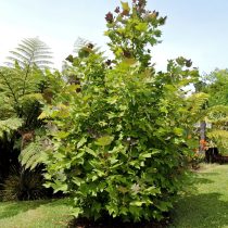Китайское тюльпанное дерево (Liriodendron chinense) Китайское тюльпанное дерево (Liriodendron chinense)