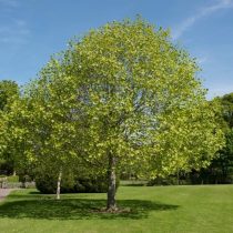 Американское тюльпанное дерево (Liriodendron tulipifera) Американское тюльпанное дерево (Liriodendron tulipifera)