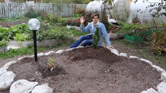 Как высадить тую осенью и укрыть на зиму?